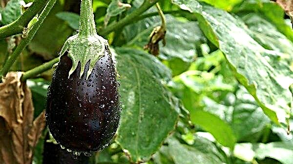 Eggplants in the greenhouse do not tie: why, what to do and how to fix the problem