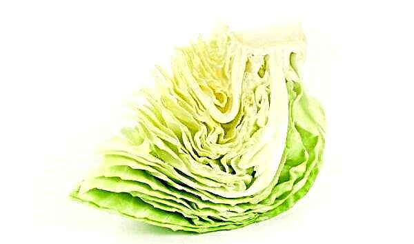 What will happen if there is cabbage every day: useful properties, effect on the human body, contraindications for use