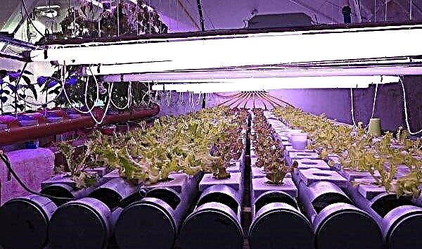 Hydroponic greenhouses: do it yourself, cultivation, how to assemble, advantages and disadvantages