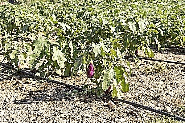How to pinch eggplant in a greenhouse and open ground: step by step with a photo, diagram