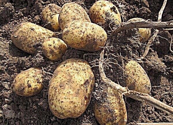 Potato Leader: characteristics of the variety, pros and cons, planting and care, photo
