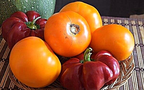 Tomatoes Orange: characteristics and description of the variety, yield, cultivation and care in the open ground, photo