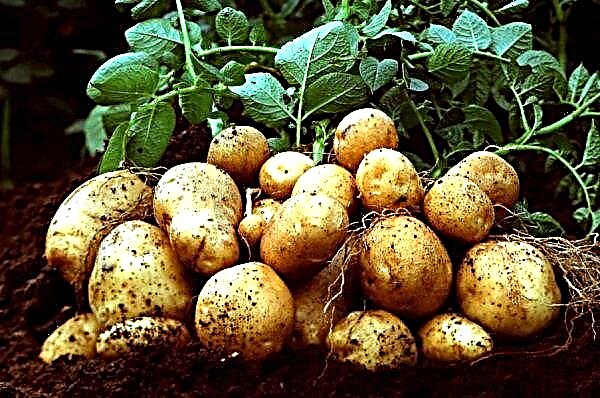 Potato Labadia: opis a vlastnosti, história pôvodu, vlastnosti pestovania a starostlivosti, foto