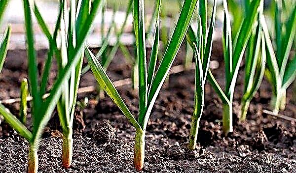 Why does garlic turn yellow in spring: what to do, how to care