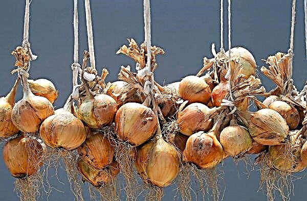 Onion varieties Olina: characteristics and description of the variety, cultivation and care, photo