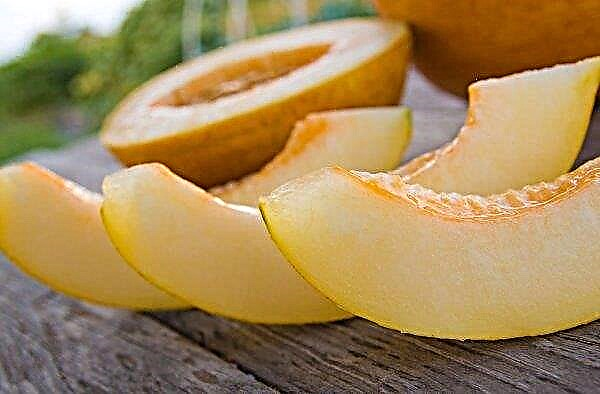 Melon à jeun: composition chimique, avantages et inconvénients, caractéristiques de l'utilisation du produit