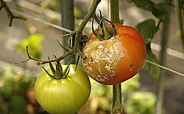 Phytophthora on tomatoes: how to deal with folk remedies in a greenhouse and in the open ground, signs and causes of appearance, useful recommendations