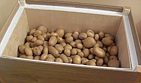 Stockage des pommes de terre sur le balcon: température optimale, sélection des tiroirs et autres caractéristiques de stockage