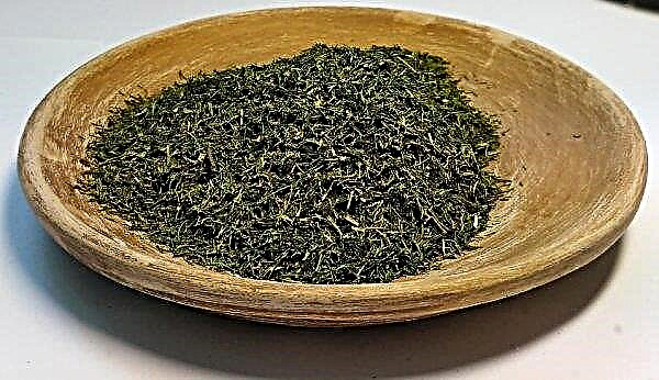 Dried dill: beneficial properties and harm, especially the use and storage