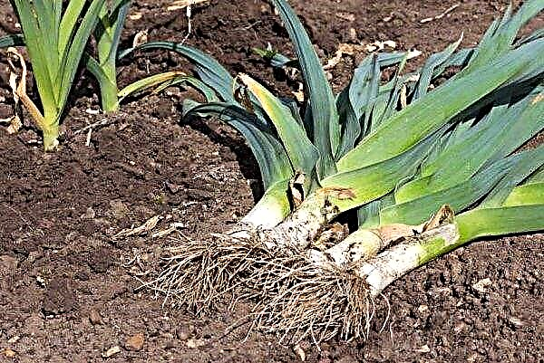 How to sow leeks in the winter: is it possible to plant, plant and care in the open ground
