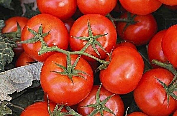 Tomate Red arrow F1: caractéristique et description de la variété, photo, rendement, plantation et entretien