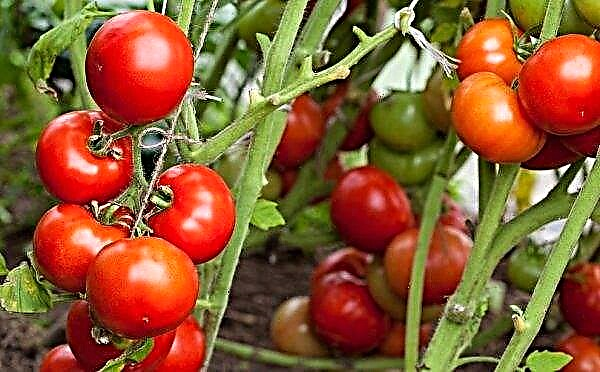 Com que frequência e como regar adequadamente os tomates em uma estufa: condições climáticas normais, ideais, regras básicas