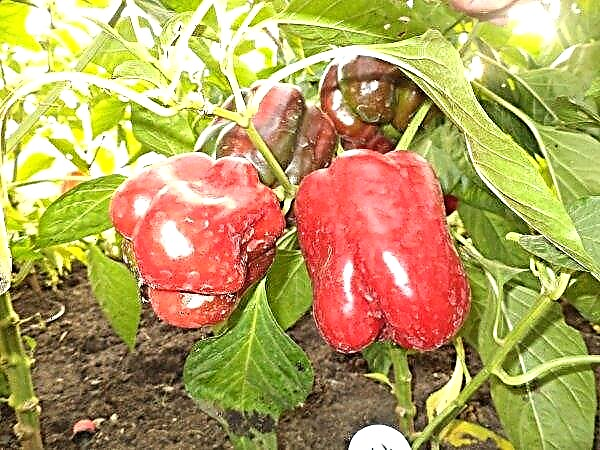 Pepper Red bull: description, characteristics and productivity of the variety, photo