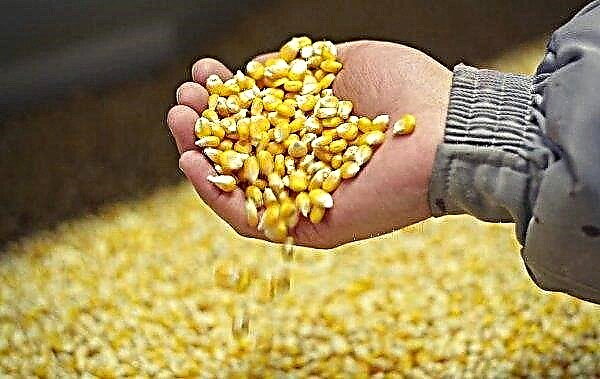 Cómo entender qué ha madurado el maíz: fechas de maduración y cosecha, fotos, video