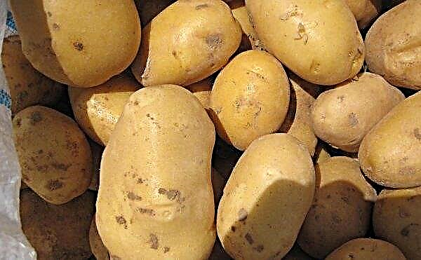 Potatis Riviera: beskrivning och egenskaper hos sorten, smak, växande egenskaper, foton