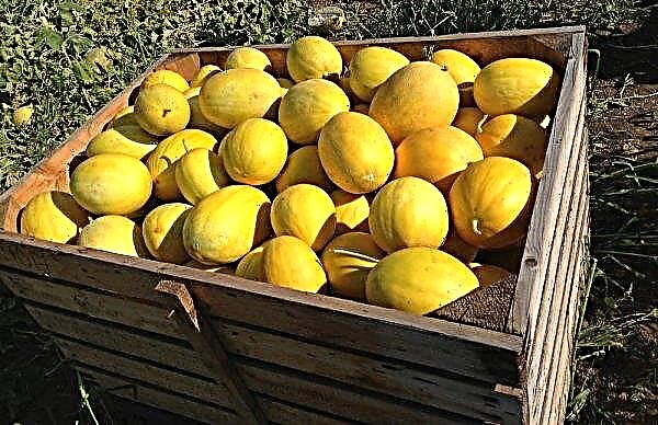 Melon Kolkhoznitsa: kalorieindhold, foto, beskrivelse, udendørs dyrkning, fordele og skader