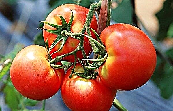 Tomate "Boni MM": description de la variété, caractéristiques et culture, caractéristiques de soin, photos, avis