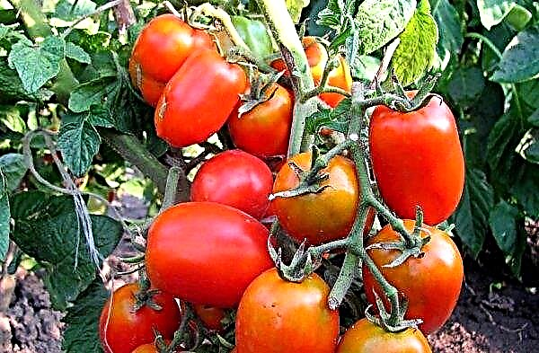 טירון עגבניות: מאפיינים ותיאור של מגוון, תמונה, תשואה, נטיעה וטיפול, ביקורות