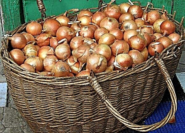 Winter onion Senshui: variety description and characteristics, advantages and disadvantages, planting and care, in the winter, photo