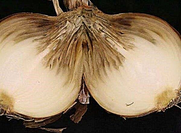 Planting onions in winter on turnips: when and after which to plant properly, care features
