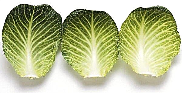 Cabbage leaf: medicinal properties and contraindications, is it possible to eat