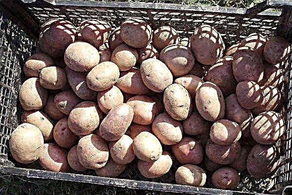 أصناف البطاطس أزور: الوصف والخصائص النباتية ، وخاصة الزراعة والرعاية ، الصورة