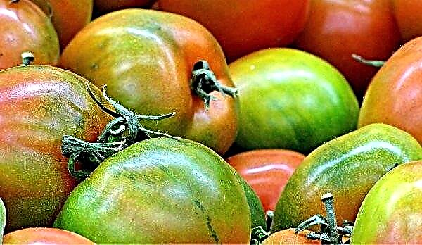 Hur man lagrar och gröna tomater så att de blir röda