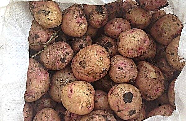 Kartoffel Ramona: beskrivelse og karakteristika for sorten, funktioner i dyrkning og pleje, smag, foto