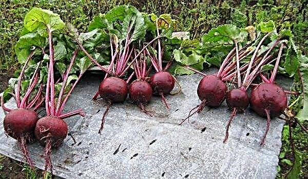 Beet Boyarynya: reviews, description, advantages and disadvantages, especially cultivation and care, harvesting and storage of crops