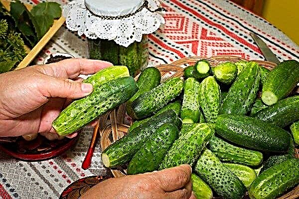 The most delicious recipe for pickled cucumbers for the winter without sterilization in banks