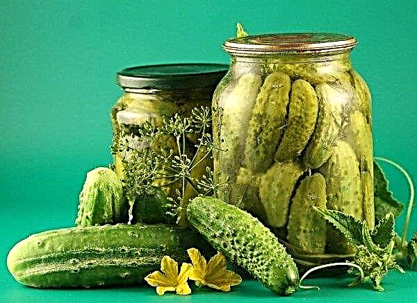 Pickled cucumbers with citric acid for the winter: the best recipes, step-by-step cooking