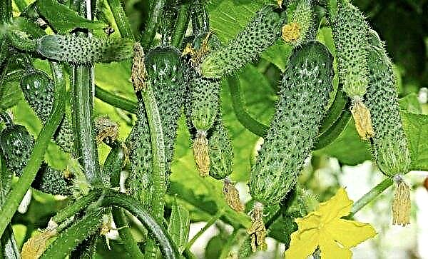 Паяк кърлеж на краставици в оранжерия: причини, мерки за контрол с помощта на наркотици и народни средства, снимки, видео
