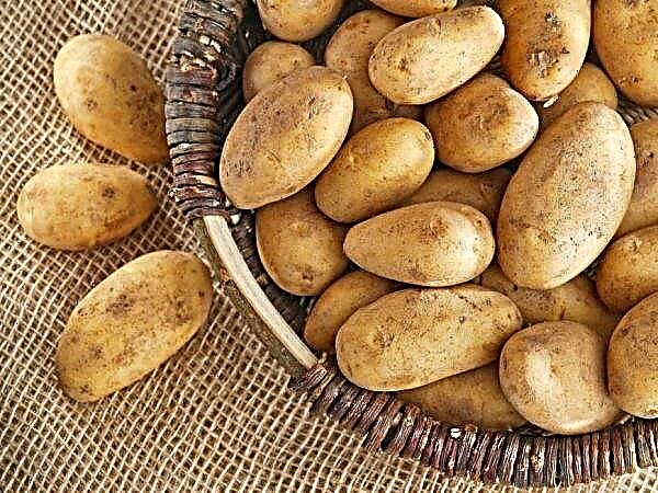 Caranya, di mana dan bagaimana cara menyimpan kentang di apartemen agar tidak rusak dan tidak bertunas