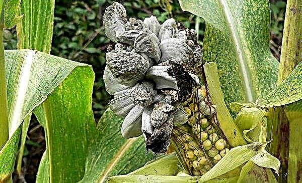 Maïs d'ensilage: culture, taux de semis, productivité, variétés