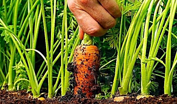 Then sow carrots in the open ground: what to sow after carrots, the rules and features of crop rotation