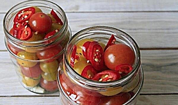 Tomates cerises marinées: les meilleures recettes de cuisine étape par étape, photos, conseils utiles