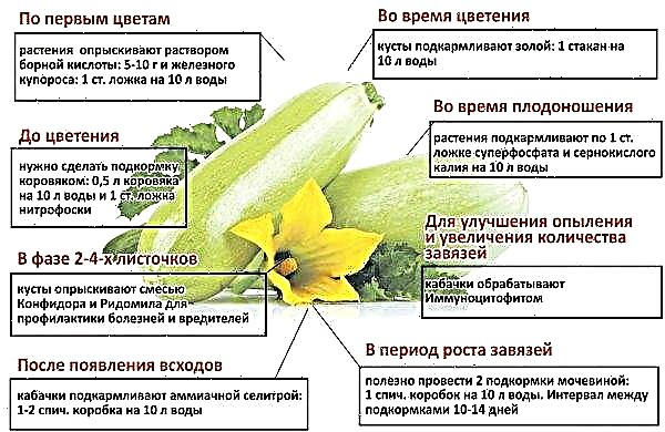 Zucchini i et polykarbonatdrivhus: dyrking og stell, hvordan vann og hvordan fôring