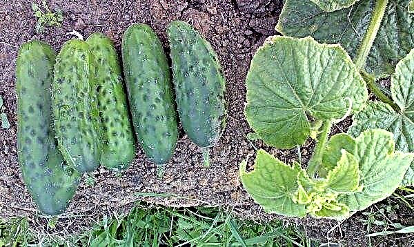 Treatment of cucumbers from diseases: how to properly treat folk remedies, technology and dosage