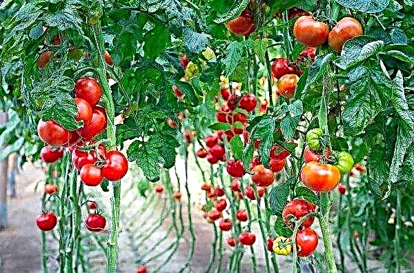 Warum sind Tomaten im Gewächshaus klein: die Hauptgründe dafür
