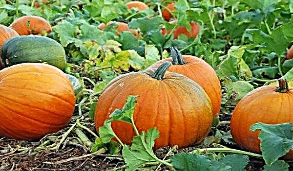 The structure of the pumpkin: features and description, the structure of the seed, root, flowers, stem, benefits and harms of consumption