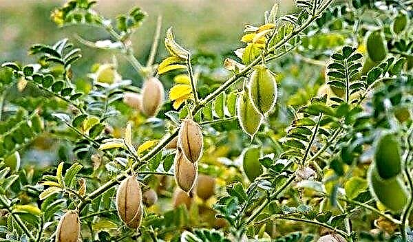 완두콩 병아리 콩 : 장점과 해악, 종의 설명, 재배 및 관리의 특징, 사진