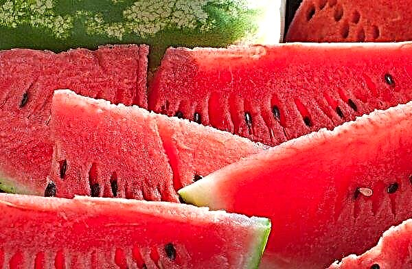 كيف نفهم أن البطيخ قد توتر: هل من الممكن تناول الطعام ، وكيفية اختيار البطيخ الناضج بشكل صحيح