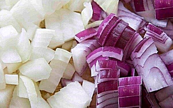 Are red onions fried: with potatoes, mushrooms and meat, the main differences between purple and white onions