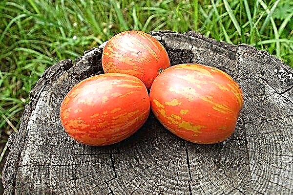 بيضة عيد الفصح الطماطم: خصائص ووصف الصنف والغلة والزراعة والرعاية ، الصورة
