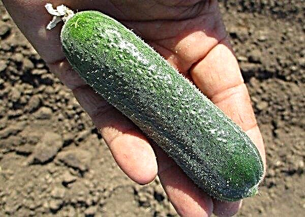 Patti cucumbers: features and characteristics of the variety, agricultural technology of sowing and care, pros and cons, photos