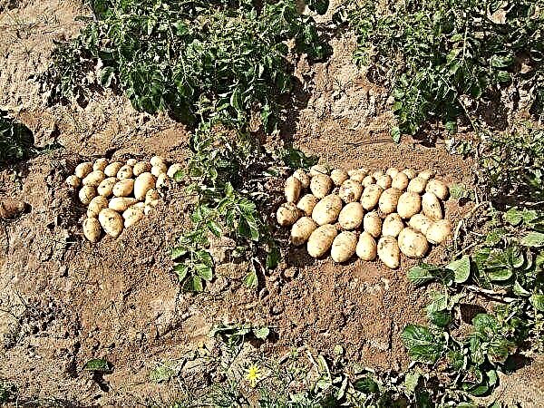 אשף תפוחי האדמה: תיאור ואפיון המגוון, טעמו, מאפייני השתילה והגידול, צילום