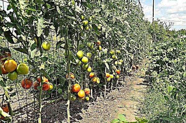 토마토 시장 기적 : 다양성, 수확량, 재배 및 관리, 사진의 특성 및 설명