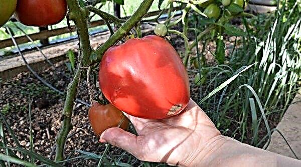 Tomato Buffalo Heart: caractéristiques et description de la variété, photo, rendement, plantation et soins