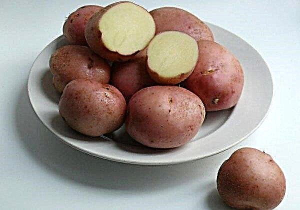 Alvara potatoes: history of selection and characterization of the variety, especially planting and care, photo