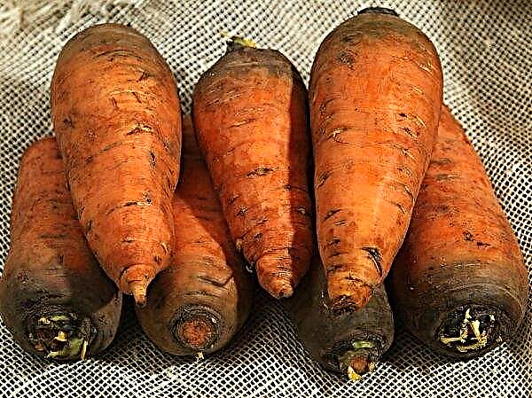 Karottenbolteks: Merkmale und Beschreibung der Sorte, insbesondere Anbau und Pflege, Foto